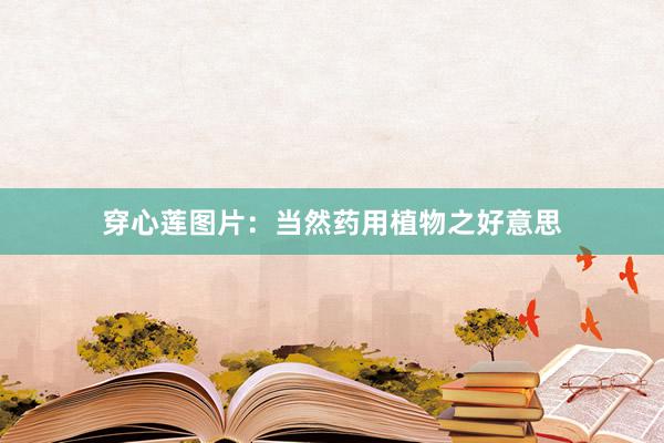 穿心莲图片:当然药用植物之好意思